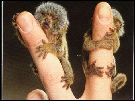 The Pygmy Marmoset or Dwarf Monkey is a New World monkey native to the rain forest canopies of ...