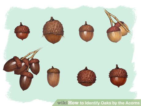 How to Identify Oaks by the Acorns: 13 Steps (with Pictures) | Acorn ...