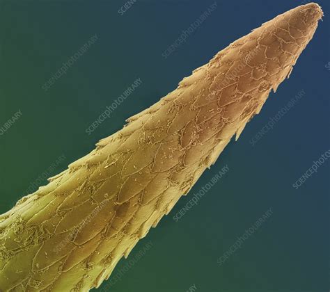 Porcupine quill, SEM - Stock Image - C004/3605 - Science Photo Library