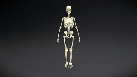 Adult Male Skeleton - Buy Royalty Free 3D model by Mulderach (@garyelder) [d1c56c9] - Sketchfab ...