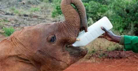 David Sheldrick Wildlife Trust