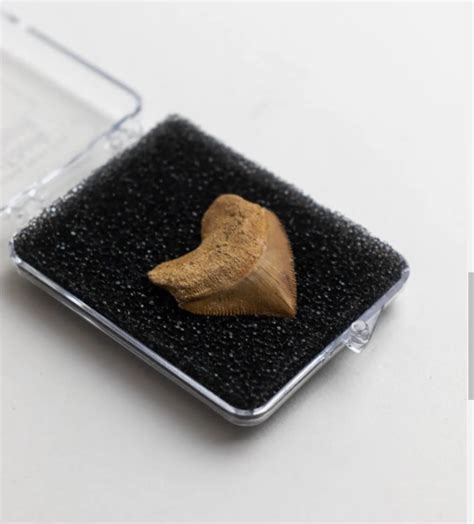 Crow Shark Tooth Fossil – Mancuso Science