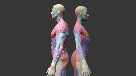Écorché Musclenames Male & Female Anatomy Bundle - Buy Royalty Free 3D model by chrisfischerart ...