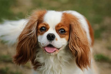 The 10 most popular breeds of small dog in the UK