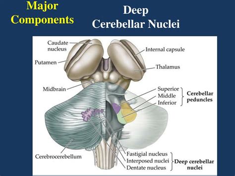 PPT - Cerebellum PowerPoint Presentation, free download - ID:5333573