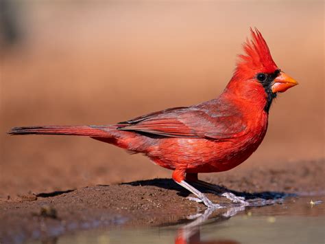 Northern Cardinal - Pennsylvania eBird