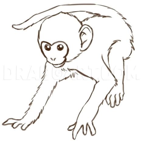 How To Draw Monkeys, Step by Step, Drawing Guide, by PuzzlePieces | dragoart.com | Cartoon ...