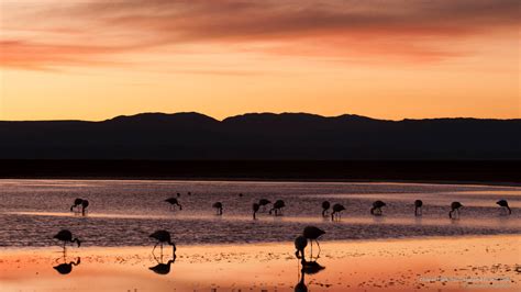 Download Flamingos In Atacama Desert, Chile Wallpaper | Wallpapers.com