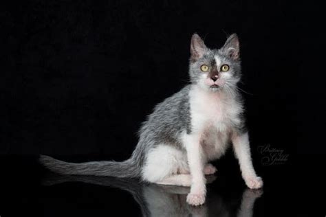 Lykoi Cats | Werewolf cat, Lykoi cat, Lykoi