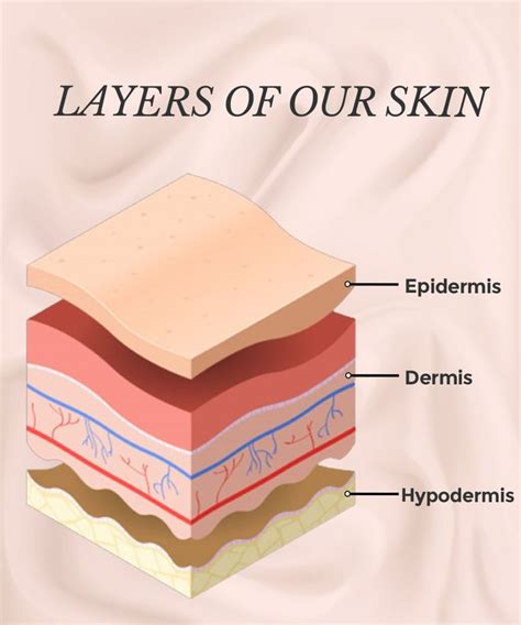 layers of our skin labeled in different parts