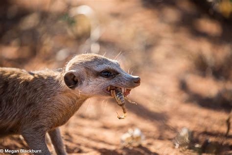 Exploring the Kalahari at Tswalu - Sharing a Table