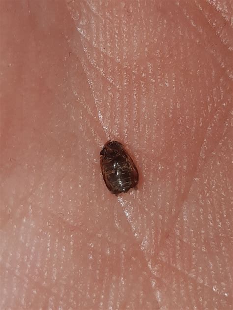 Identifying A Small Brown Bug Thriftyfun