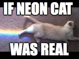 neon cat - Imgflip