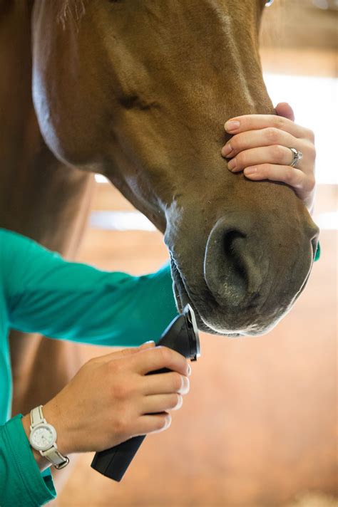 Stress-Free Horse Clipping Tips