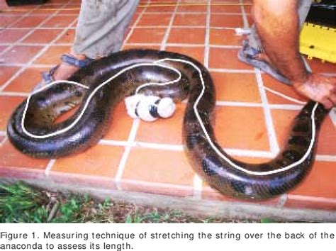 Figure 1 from WHAT IS THE LENGTH OF A SNAKE | Semantic Scholar