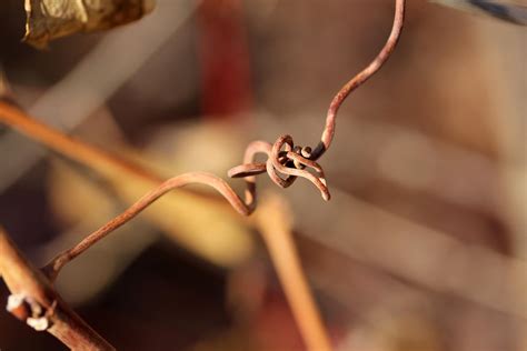 Wild grape vine tendrils 3 by greyrowan on DeviantArt