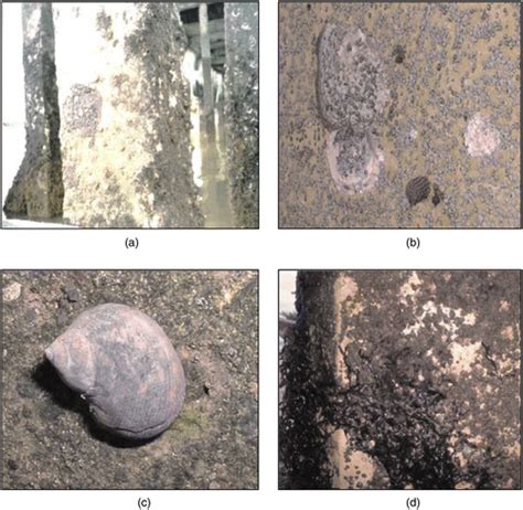 Biodeterioration of Construction Materials: State of the Art and Future Challenges | Journal of ...