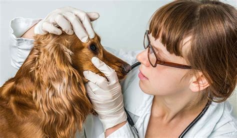 Cost of Dog Eye Removal Surgery | MetLife Pet Insurance