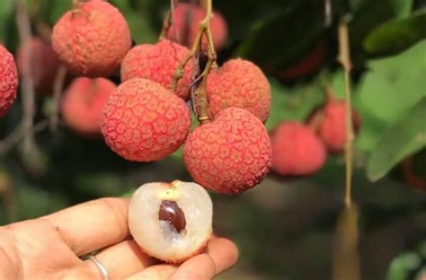 Vietnam’s Thieu lychee went to Europe under the EVFTA