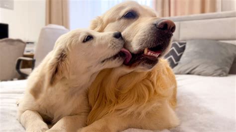 Puppy Loves Kisses with Golden Retriever - YouTube