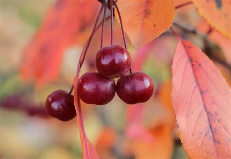 The Prairifire Crabapple Tree - Minneopa Orchards