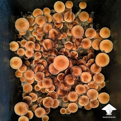 Magic mushroom harvesting time, first flush | Cultivation Guide by Shroomok