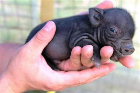 teacup pig2 - Some Pets