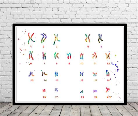 Chromosome Ideogram Genetics Art Chromosome Ideograph Human | Etsy | Anatomy art, Free prints ...