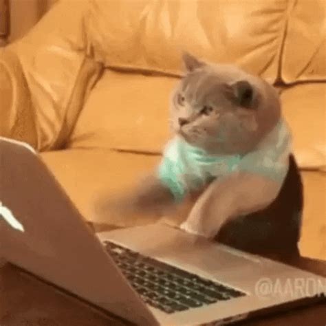 Cats-at-work GIFs - Get the best GIF on GIPHY