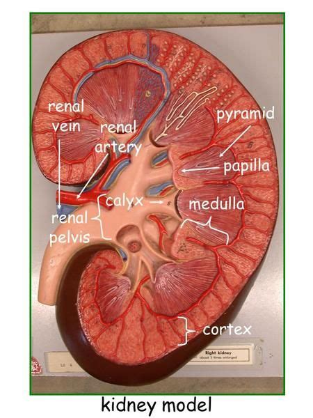 Cortex medulla pyramid papilla renal pelvis renal vein renal artery calyx kidney model ...