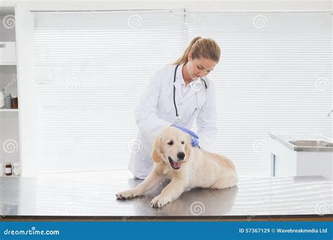 Vet Giving a Dog a Check Up Stock Image - Image of stethoscope ...