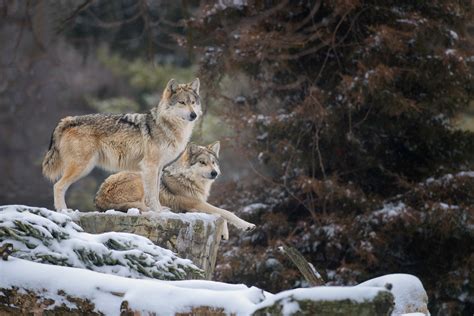 Petition: Free Two Captured Endangered Mexican Wolves | Lupo grigio, Messicano, Immagini