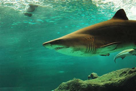 HD wallpaper: tiger shark under water, under-water, animal, fish, diving, animal wildlife ...