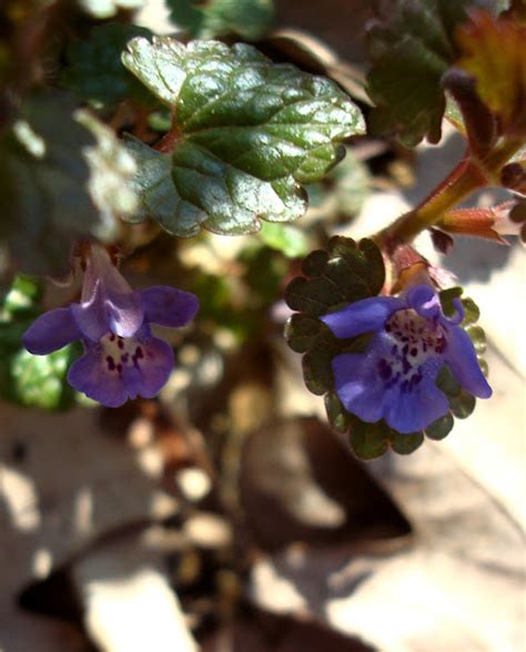 Ground-ivy (flowers) / Dobričica | Project Noah