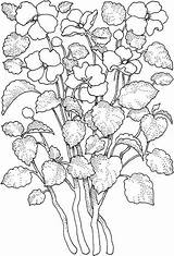 Free Printable Flower Coloring Pages For Kids  Best Coloring sketch template
