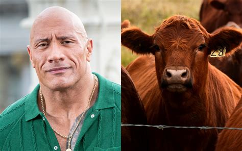 Dwayne 'The Rock' Johnson Reacts to Cow Doing His Iconic Eyebrow Raise ...