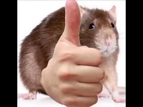 Thumbs up rat gone wrong funny meme tik tok viral Video Download ...