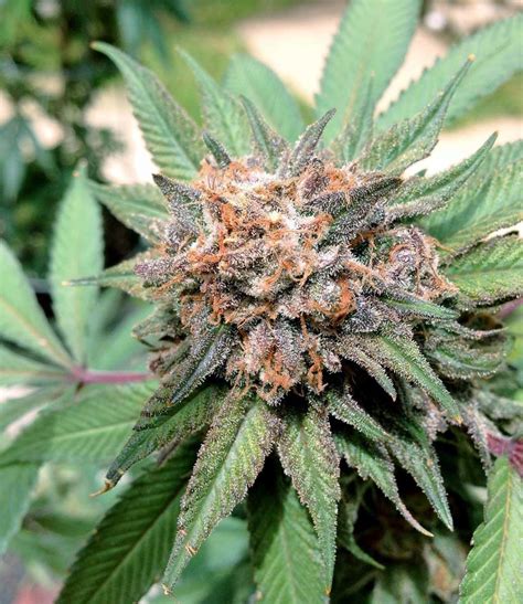 Cannabis "Ready-To-Harvest" Picture Gallery - Buds Come in All Shapes & Sizes! | Grow Weed Easy