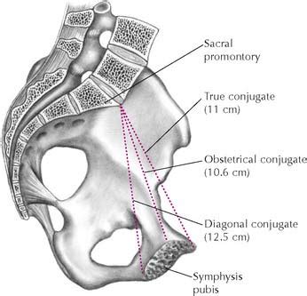 The Pelvis and the Perineum | Basicmedical Key