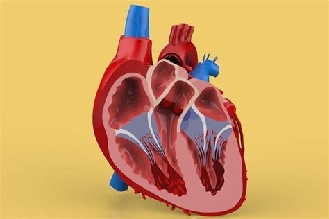 HUMAN HEART CROSS SECTION ANATOMY 3D model | CGTrader