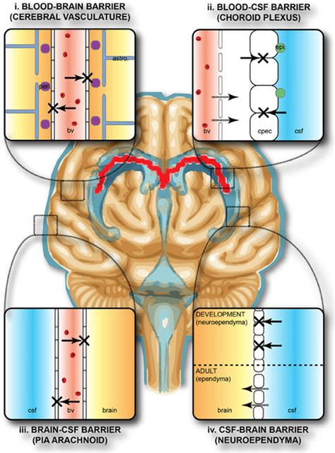 Blood–brain barrier - Wikipedia