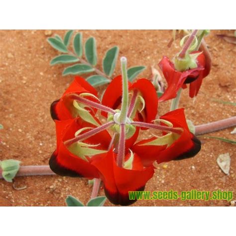 Sturt's Desert Pea Seeds (Swainsona formosa) - Price €1.95