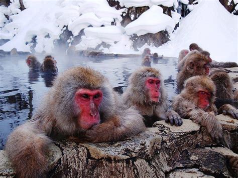 Jigokudani Monkey Park