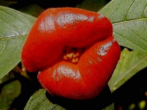 Psychotria elata (Hot Lips) - Strange and Exotic Flower