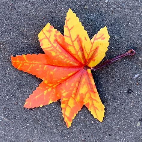 Today’s best leaf….