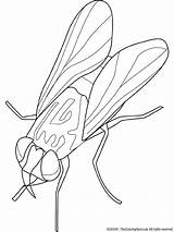 Flies Coloring Pages sketch template
