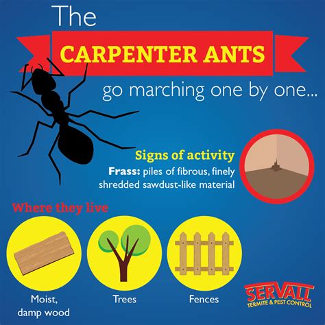 Servall Pest Control: Carpenter Ants