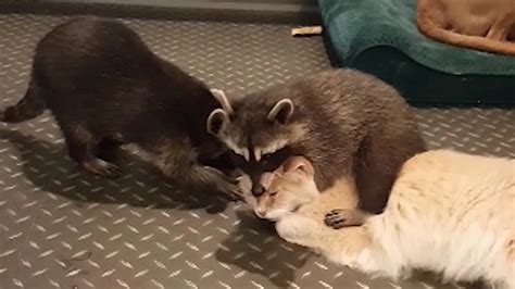 Pet Raccoon Hugs Cat - Poke My Heart