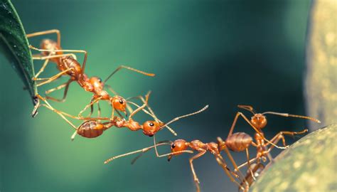 Ant Adaptation | Sciencing