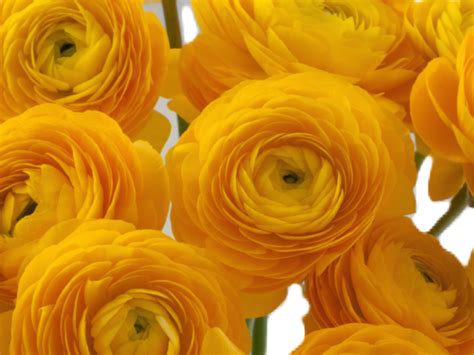 Orange Ranunculus Flower - Toronto Bulk Flowers | Wholesale